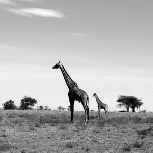 Meet your Posher, Tracey